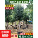 大树樟木庭院绿化四季常青南北方正宗小叶龙脑樟驱蚊盆栽 香樟直径12公分粗1棵【带土带叶_树型优美_包成活】 其他