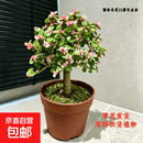 独杆棒棒糖金枝玉叶盆栽带花发货室内外招财绿植好养多肉老桩盆景 独杆棒棒糖金枝玉叶（1盆）