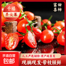 红色番茄广西新鲜水果番茄蔬菜西红柿圣女果小柿子现摘现发 带箱5斤（净重4.5斤单果6g+）