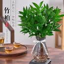 驱蚊竹柏绿植桌面水培盆景夏季驱蚊植物室内四季好养花卉A26 驱蚊竹柏【10颗】+一个精品花瓶