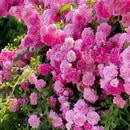 缠枝牡丹花根带芽种根重瓣花苗耐寒热多年生阳台宿根粉色春化芽尖 【缠枝牡丹】培养1个月静待花开 【10根】花期100余天
