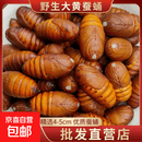 新鲜大黄柞蚕蛹东北蚕蛹鲜活辽宁特产烧烤食材营养美味 高品质【大黄蛹4-5cm】净重2斤