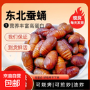 二黄鲜活蚕蛹肉高蛋白烧烤食材营养产地直发东北特产新鲜蚕蛹 新鲜二黄蚕蛹【大个4-5cm】1斤