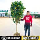 苏艺缘原生桂花树苗高杆桂花大树庭院地栽浓香型金桂丹桂盆栽四季桂花苗 金桂 6公分粗2-2.4米高全冠发当年开花