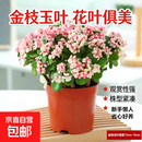 金枝玉叶多肉植物室内花卉办公老桩绿植净化好养 小金枝玉叶(丛生多枝)原盆