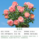 天狼月季花卉花苗特惠庭院花园阳台盆栽玫瑰观赏性四季耐寒新手推荐 【返场】盈盈粉 2.8升扦插