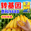 一斗田【转基因】国审正品京科968D高产玉米种子4000粒抗虫抗病抗旱 转基因正品京科968D*1袋