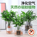 驱蚊竹柏绿植桌面水培盆景夏季驱蚊植物室内四季好养花卉A22 驱蚊竹柏【10颗】+一个精品花瓶