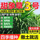 京厽甜象草3号种子耐寒无毛大叶皇竹草四季高产常青 牛羊鱼兔牧草种子 进口高产甜象草籽20斤装_亩产30吨