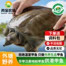 芮宝农场汉寿鲜活2斤3年份仿野外塘生态甲鱼团鱼中华鳖源头直发包邮