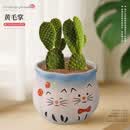 泰西丝金毛掌仙人掌球多肉植物盆栽绿植 金毛掌+D129盆 源头直发