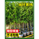 小叶黄杨苗瓜子黄杨苗四季常青绿化苗冬青苗北海道黄杨庭院篱笆苗 【独杆黄杨】独杆黄杨 地径7厘米粗 高 2米左右