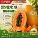京觅雷州树上熟红心奶油木瓜大果净重5斤装单果500克起水果源头直发