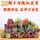 多肉植物组合盆栽套餐新手批发超萌肉肉新款花盆花卉盆特价包邮 1颗品种混发（不含盆带土球)