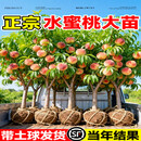 京厽正宗阳山无锡水蜜桃果树苗嫁接黄桃树苗南方北方种苗桃子树水果苗 带土球老桩 结果爆满水蜜桃8公分粗，170-180cm高包成