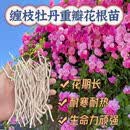 【缠枝牡丹】粉色重瓣牡丹花根南北方开粉色花爬藤之王缠支牡丹jl 缠枝牡丹花根苗【老根耐活10根】