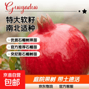 石榴树树苗特大果石榴树苗盆栽南方北方种植突尼斯软籽庭院果树 蒙阳红石榴 带土球粗度10厘米高度2-2.5米