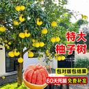 特大柚子树苗红心柚子嫁接树苗四季种植阳台庭院水果树苗当年结果 树【7公分粗 分叉多 结果多多】 品种备注 141cm(含)-170cm(含)