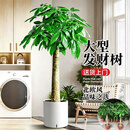 京东绿植发财树客厅大型盆栽真绿植好养办公室开业1.3-1.5m圆形源头直发