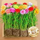 花翁重瓣太阳花苗宿根多年生枝条混色植物盆栽绿植花卉耐晒源头直发