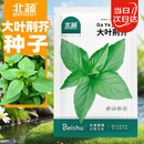 北蔬 荆芥种子苗菜籽河南大叶春四季播蔬菜种籽 大叶荆芥种子约1000粒