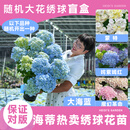 海蒂的花园绣球花苗盆栽阳台庭院别墅植物室内好养无尽夏大花易成活源头直发