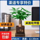 渠道专享特价发财树盆栽绿植室内植物办公室客厅桌面吸甲醛好养花 单杆发财树+塑料四方舍得盆+小方底座 花盆直径约8cm