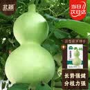 北蔬巨型葫芦种子种苗特大观赏文玩庭院盆栽葫芦籽 巨型葫芦种子20粒
