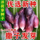 京厽原装食用洋荷芽种子四季蔬菜洋荷笋洋荷种陕西阳合洋姜荷洋河种子 洋荷芽种子1包100粒精选种子+送肥料