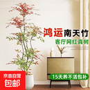 南天竹盆栽客厅大型植物绿植高级感真树办公室内高端落地盆景 多头南天竹1.3-1.4高3-5分枝+米白聚宝盆