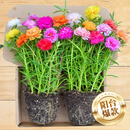 花翁重瓣太阳花苗宿根多年生枝条混色植物盆栽绿植花卉耐晒源头直发