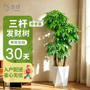 筠钗步步高发财树大型三杆客厅开业送礼盆栽绿植乔迁办公室高级感植物 【特级三杆步步高】1.5-1.6m（白色菱形盆） 【带盆种好 · 到手即养】