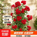 红木香树苗四季种植爬藤禄植物黄木香花大苗庭院耐热蔷薇花卉盆栽 红木香树苗四季开花 【精选大苗】四季红木香1.5-1.7米高
