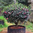 茶梅球四季常青耐寒带花苞庭院绿化苗 茶梅球[冠幅1-1.2米]]