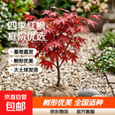 四季红红枫树日本红枫树苗造型别墅庭院园林绿化苗盆栽红枫树苗 包品种 日本红枫【红舞姬】 3厘米粗 1.4米高 带土球发货