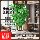 发财树三杆原生客厅大盆栽大型绿植乔迁新居办公室开业 三杆步步高1.3-1.4米+金边飞丝盆