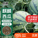 北蔬 西瓜种子种苗冰糖麒麟8424盆栽西瓜籽 冰糖麒麟瓜种子约150粒