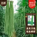 北蔬 豆角种子种苗特长豇豆长豆角蔬菜种籽 绿丰长豇豆种子50g约350粒