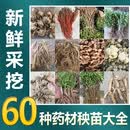 山谷里的居民鲜地黄怀地黄地黄苗地黄根新鲜地黄种子生地黄易种易管理 地黄苗12250斤