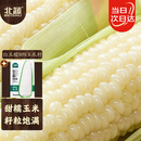 北蔬 白甜糯玉米种子苗早熟超甜大棒型 白玉糯909玉米种子200g约700粒