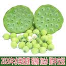 湖北新鲜莲蓬【加冰顺丰空运】洪湖水果嫩莲蓬 鲜莲子太空莲2斤装