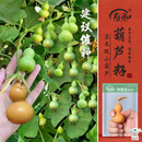 寿禾 手捻葫芦种子种苗特小文玩花草种籽 潍丰草里金手捻葫芦种子40粒