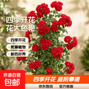 红木香树苗四季种植爬藤禄植物黄木香花大苗庭院耐热蔷薇花卉盆栽 红木香树苗四季开花 【精选大苗】四季红木香1.5-1.7米高