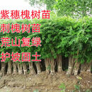 妙普乐紫穗槐树苗防沙固沙护坡灌木国槐树苗刺槐树苗耐寒耐旱固土绿化苗 刺槐紫穗槐其他规格联系   10cm以下