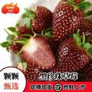 信发黑珍珠草莓新鲜绿色现摘现发顺丰包邮坏果包赔2斤礼盒装 A级（60枚，每枚17g-20g）