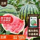 北蔬 8424西瓜种子种苗麒麟甜脆水果种籽 8424西瓜种子约30粒