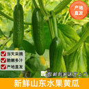 京鲜生 山东荷兰水果黄瓜 净4.5斤 单果70g+ 健康轻食早餐蔬菜 源头直发