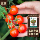 北蔬 矮生番茄种子苗蔬菜红珍珠小西红柿种籽 矮生盆栽红番茄种子50粒