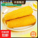 新鲜黄糯玉米真空包装选10棒更划算速食玉米低脂粗粮代餐杂粮早餐包邮 福利专项 4棒 200g起/棒