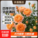 果汁阳台月季花苗四季开花卉盆栽绿植物室内花易活玫瑰带花苞庭院 果汁阳台【大花浓香，月月开分枝多】 【带花苞】【盆口径15cm】原盆冠25高35